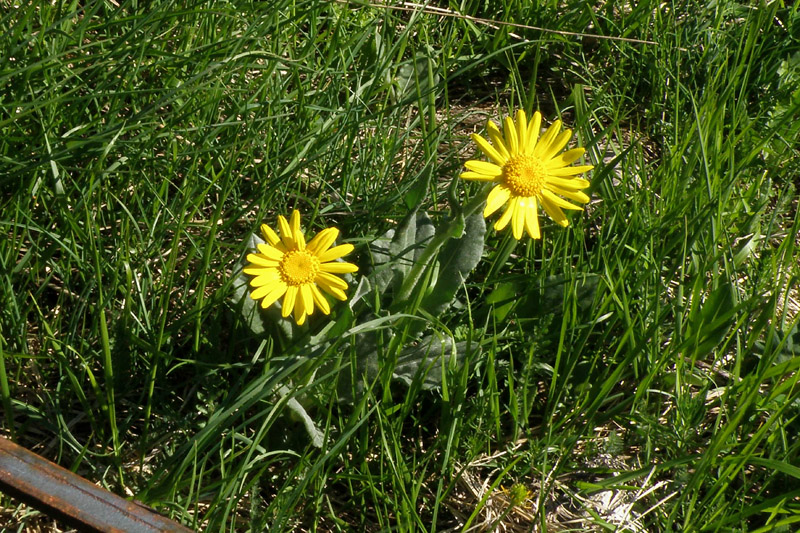 Senecio provincialis / Senecione provenzale